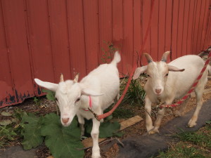malowany farm goats